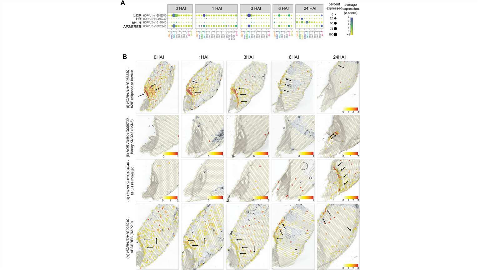 transcription factors spatio-temporal expression