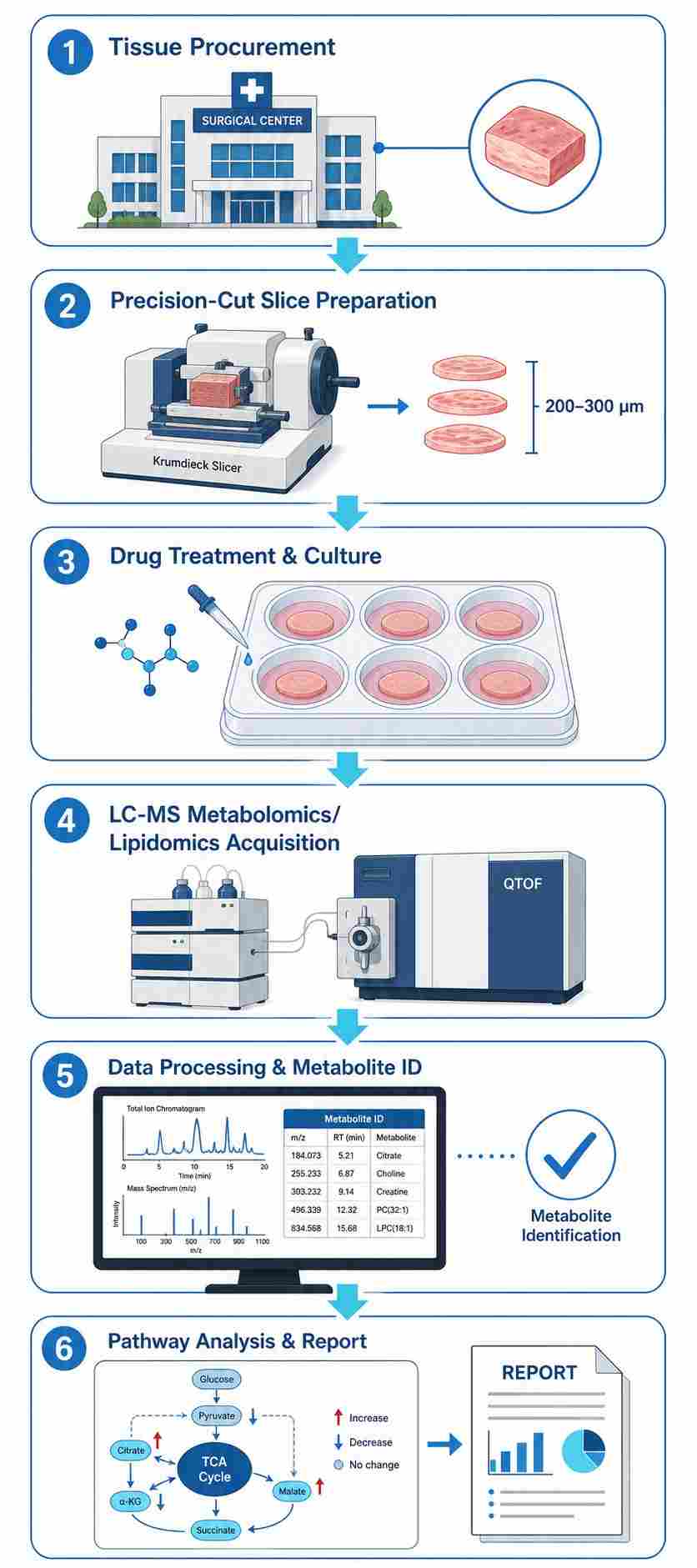 Six-step PCLS MS drug response workflow: Tissue Procurement → Precision-Cut Slice Preparation → Drug Treatment & Culture → LC-MS Acquisition → Data Processing → Pathway Analysis & Report.
