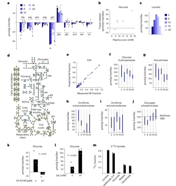 Figure 4 from Grankvist et al. 2024 — metabolic flux analysis showing substrate uptake/release rates, glucose production correlation with donor blood glucose, and pharmacologic inhibition of glycogen phosphorylase in human liver tissue slices.