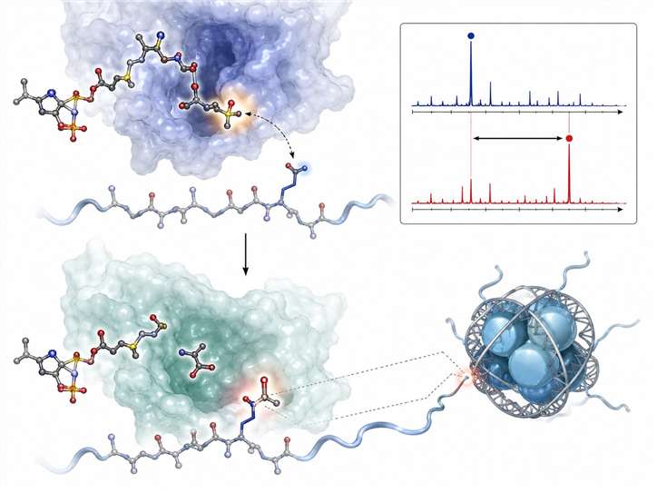 HAT enzyme catalysing histone acetylation with transferase MS readout