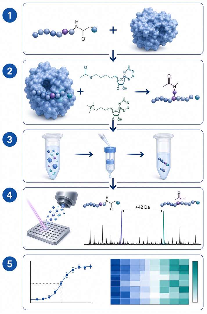 Transferase MS activity assay workflow from design to data analysis