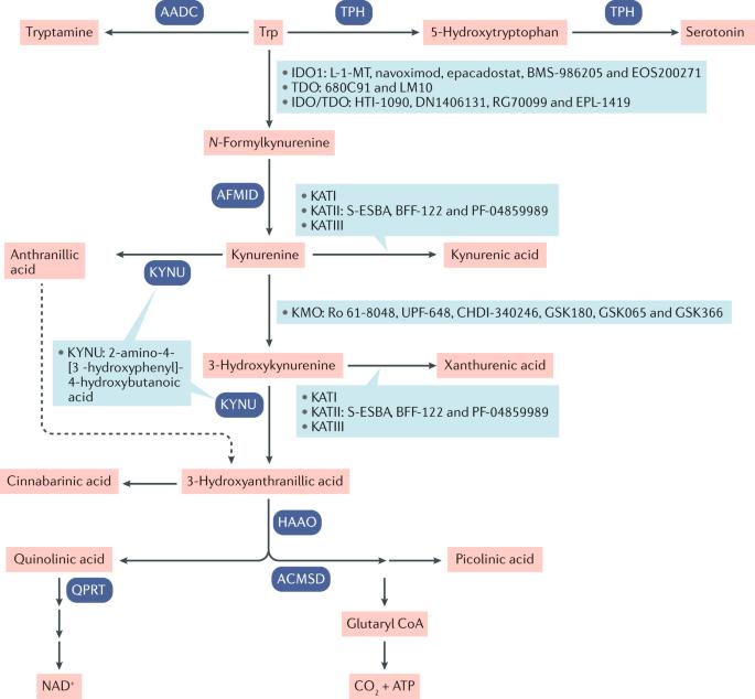 Tryptophan Metabolism: Implications in Health, Disease, and Cancer