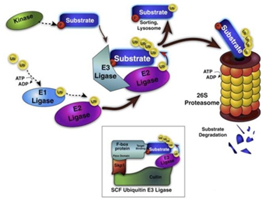 Ubiquitination Analysis Service