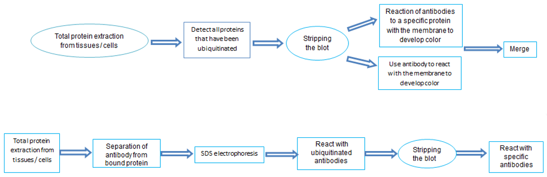 Ubiquitination Analysis Service