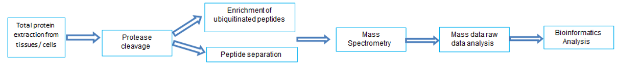 Ubiquitination Analysis Service