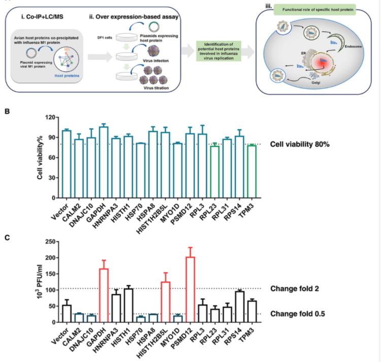 Ubiquitination Research's Key Elements: E3 Ligase, Ubiquitination Type, and Ubiquitination Sites