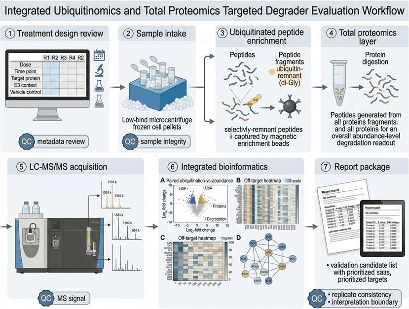 Workflow for paired ubiquitinomics and total proteomics evaluation.