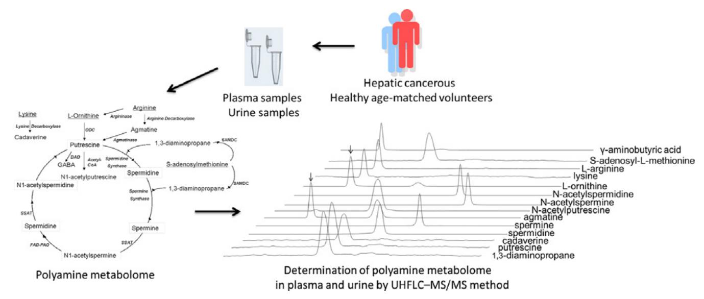 UHPLC MS/MS Quantification of Polyamine Metabolites as Hepatic Cancer Biomarkers