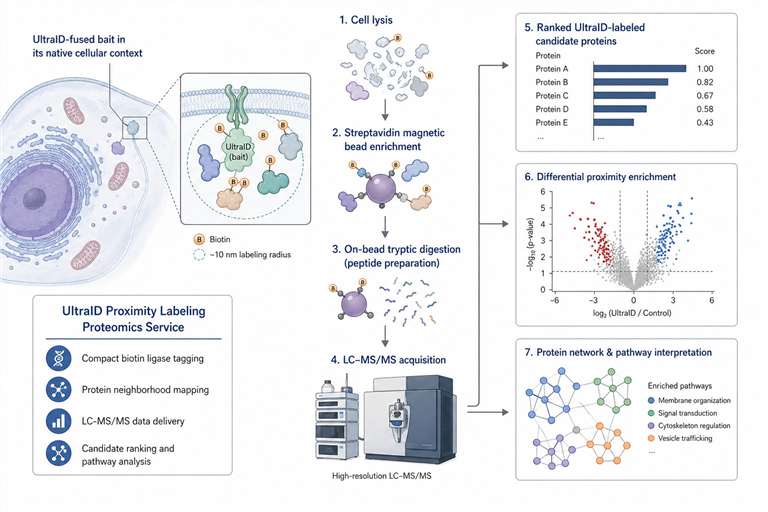 UltraID proximity labeling proteomics service overview showing bait fusion, biotinylation, streptavidin enrichment, LC-MS/MS, and candidate analysis.