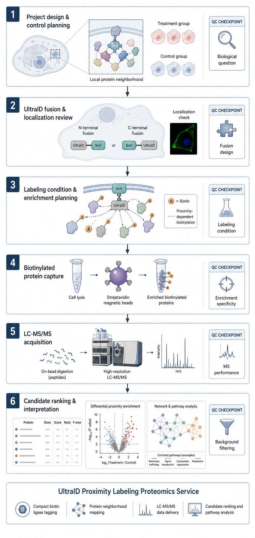 Vertical UltraID proximity labeling proteomics workflow with QC checkpoints from fusion review to candidate interpretation.