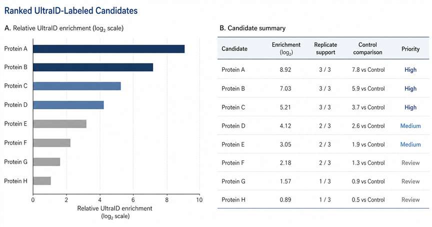 Representative UltraID proximity labeling proteomics result showing ranked candidate proteins.