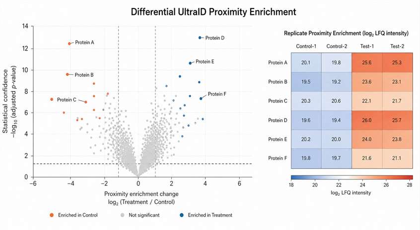 Representative UltraID proximity labeling proteomics result showing differential proximity enrichment.