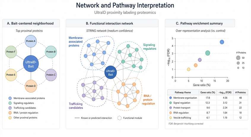 Representative UltraID proximity labeling proteomics result showing protein network and pathway interpretation.