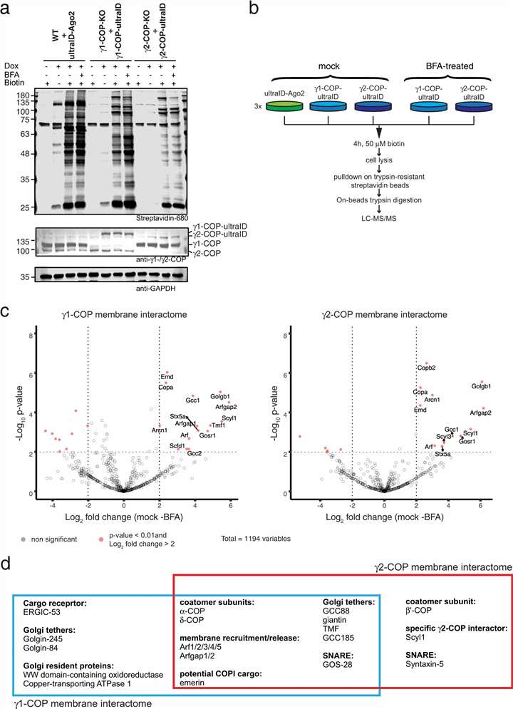 UltraID membrane-associated coatomer interactome mapping with LC-MS/MS volcano plots and proximal protein candidates.
