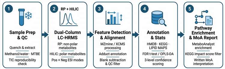 Untargeted metabolomics MoA workflow: sample preparation and extraction, dual-column RP+HILIC LC-HRMS acquisition, feature detection and alignment, statistical analysis and HMDB annotation, KEGG pathway enrichment and MoA interpretation.