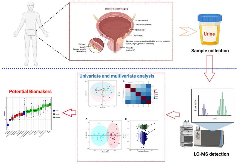 Urine Metabolomics: Technologies, Research Applications, and Best Practices