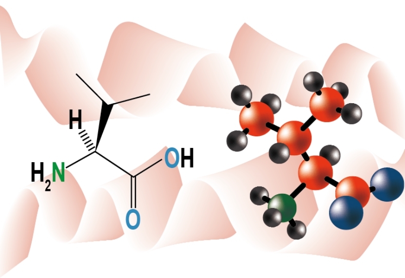 Overview of Valine Metabolism
