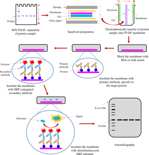 Western Blotting: Principles, Applications, and Experimental Techniques