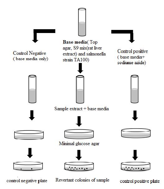 https://www.creative-proteomics.com/upload/image/what-is-ames-test-1.jpg