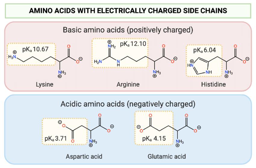 Yan zincir işlevselliklerinin pKa değerleri gösterilen ortak bazik ve asidik amino asitlerin yapısı