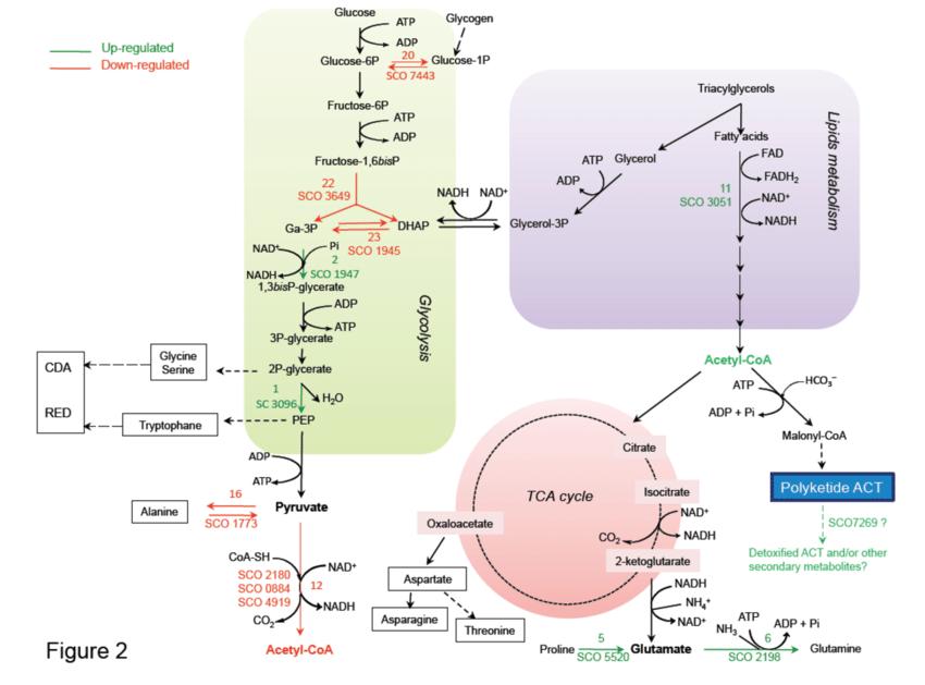 What is Central Carbon Metabolism?