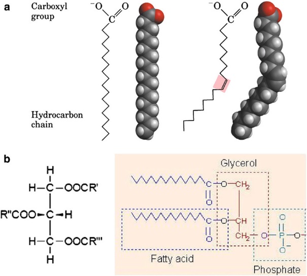 What is Fatty Acid Metabolism?