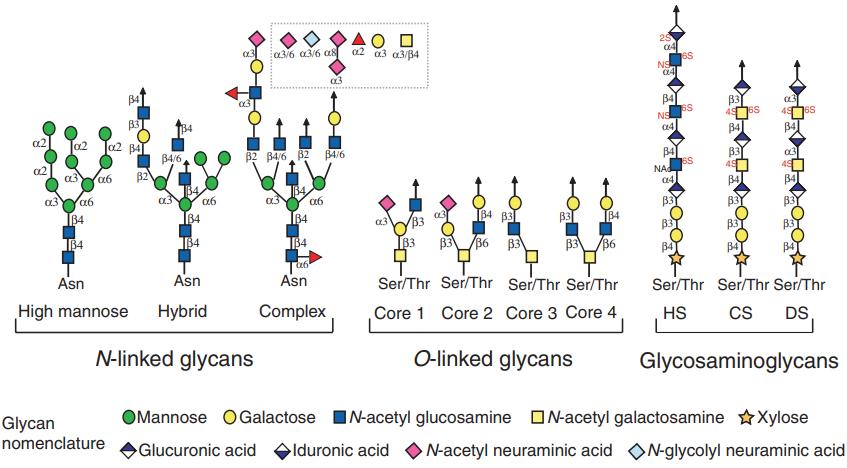 What is Glycomics?