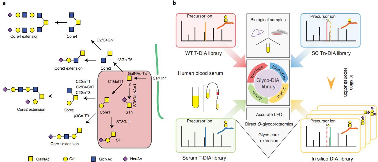 What is O-Glycoproteomics?