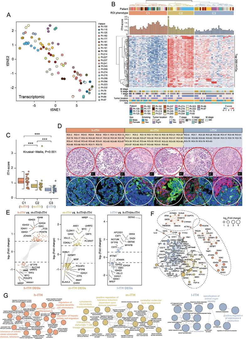 Intra-Tumoral Transcriptomic Heterogeneity spatial analysis