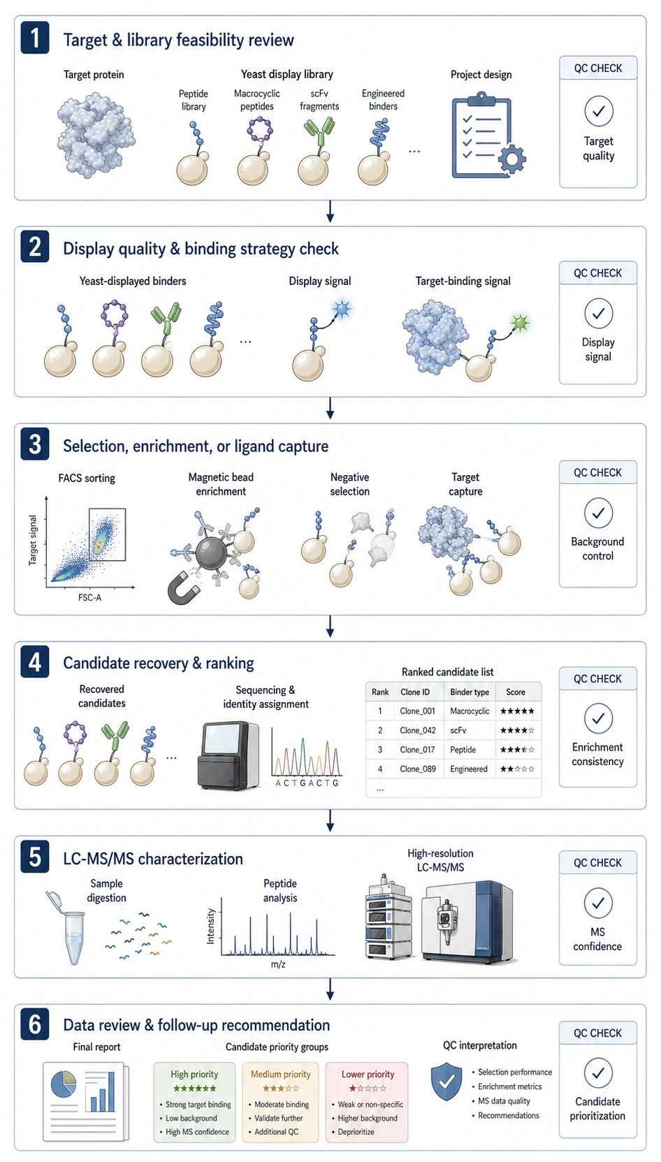 Vertical workflow for yeast display ligand screening and LC-MS analysis with QC checkpoints.