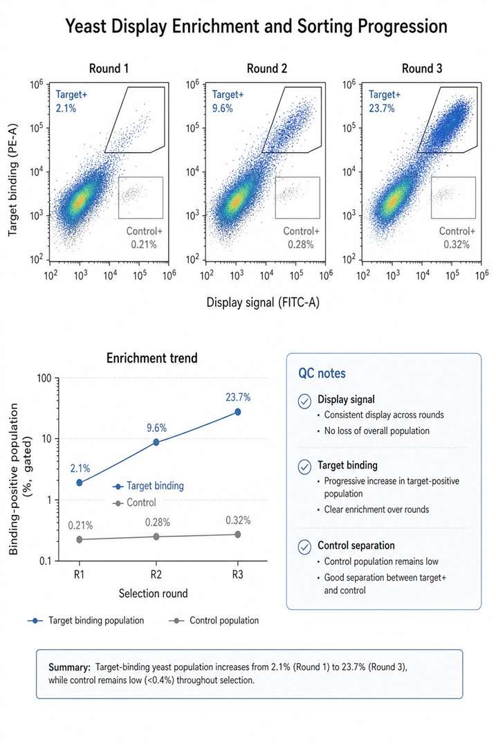 FACS-style enrichment progression for yeast display ligand screening.
