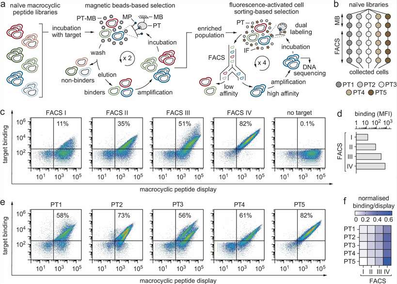 Yeast display macrocyclic peptide ligand screening evidence with selection and affinity ranking.