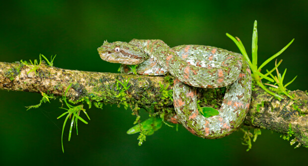 Terrestrial Animals Venom Solutions