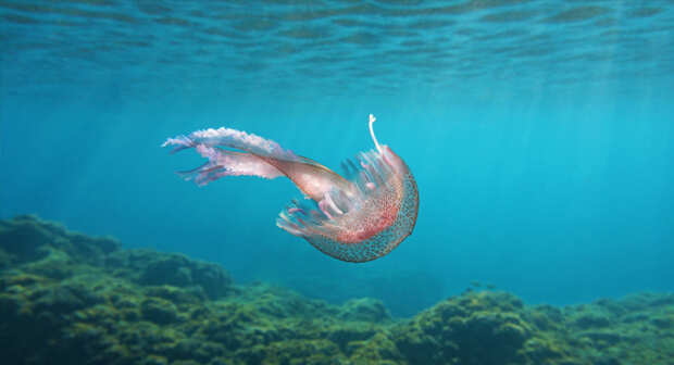 Marine Animals Venom Solutions