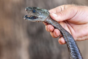 Snake Venom Extraction