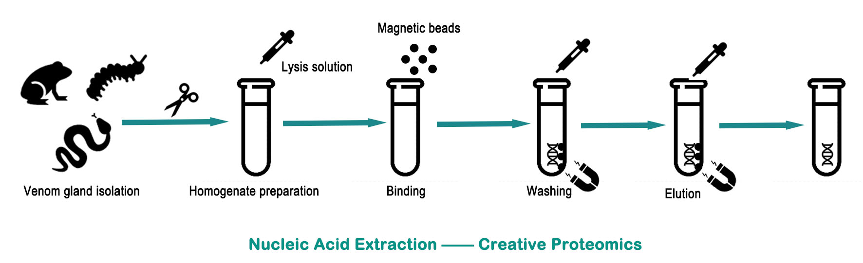Nucleic Acid Extraction - Creative Proteomics