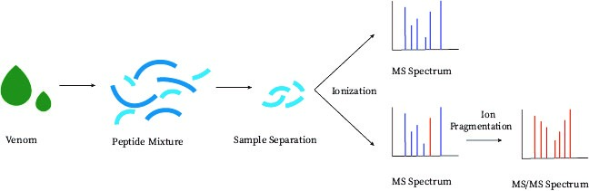 Fig2: Peptide Identification Process- Creative Proteomics