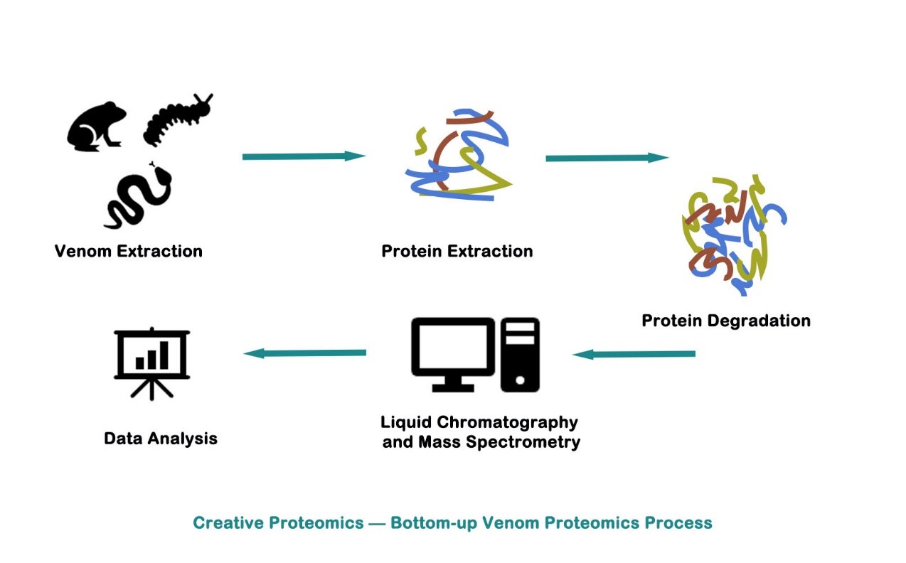 Bottom-up Proteomics in Venom