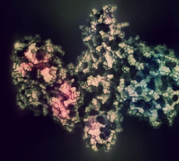 Venom Protein Extraction