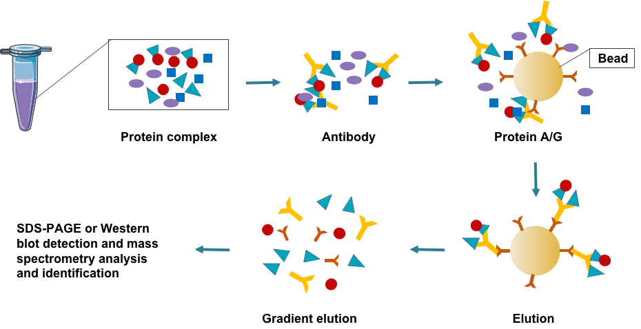 Creative Proteomics venom protein interaction analysis pipeline. - Creative Proteomics.