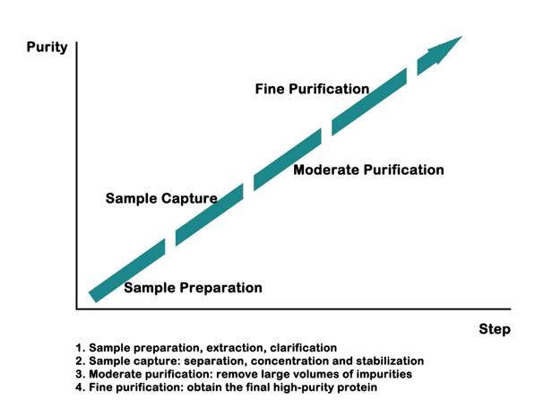 Venom Protein Separation and Purification