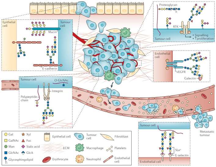 Application of Glycans in Cancer