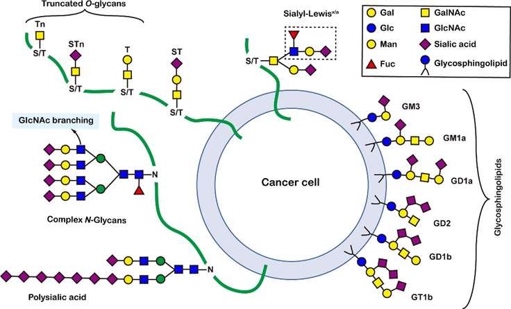 Application of Glycomics in Cancer Research