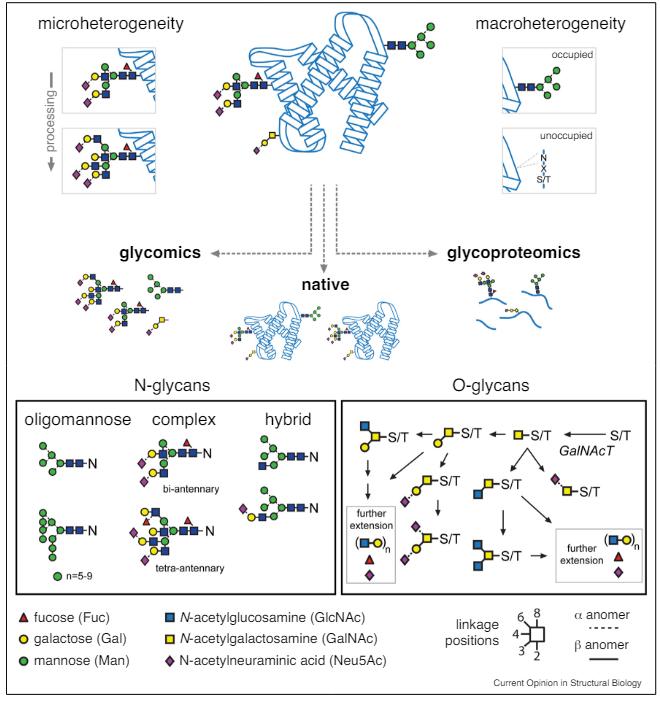 Applications of Glycoprotein Structure Analysis
