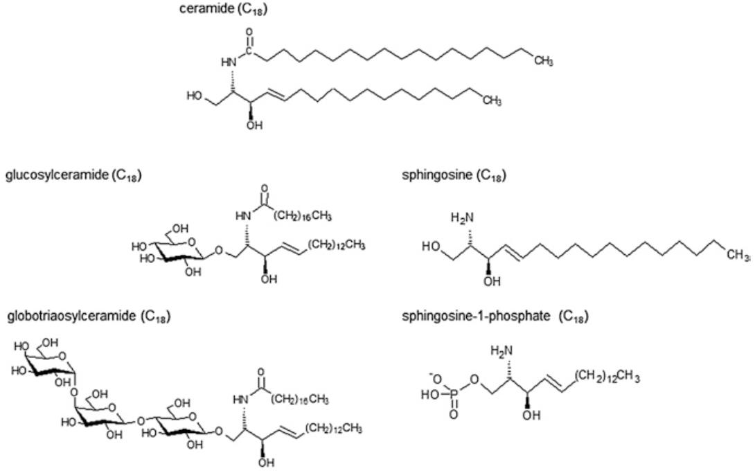 Glucosylceramide: Structure, Function, and Regulation