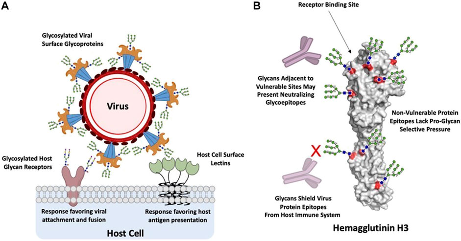 Glycans in Infectious Disease