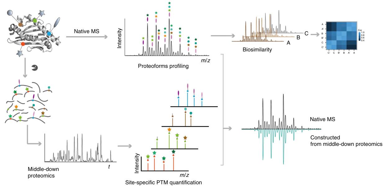Glycoprotein Characterization Methods by Mass Spectrometry