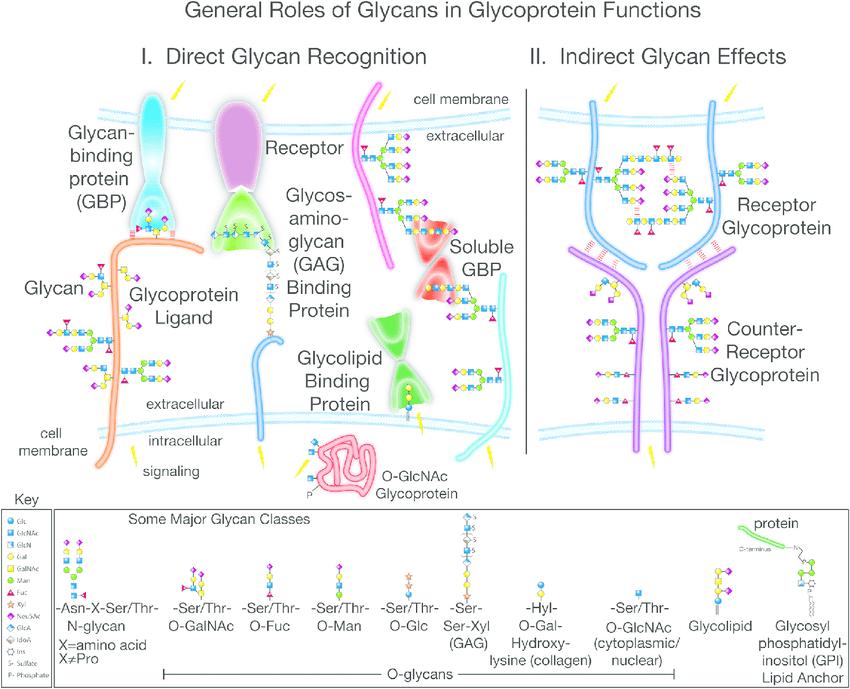 What are Glycans?